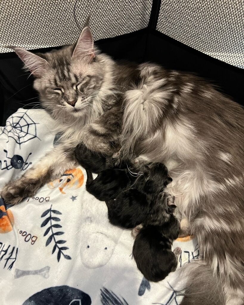 maine coon breeders