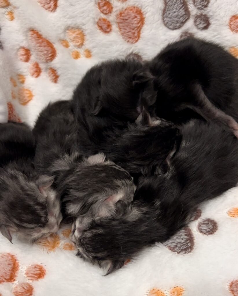 Maine coon cat breeders